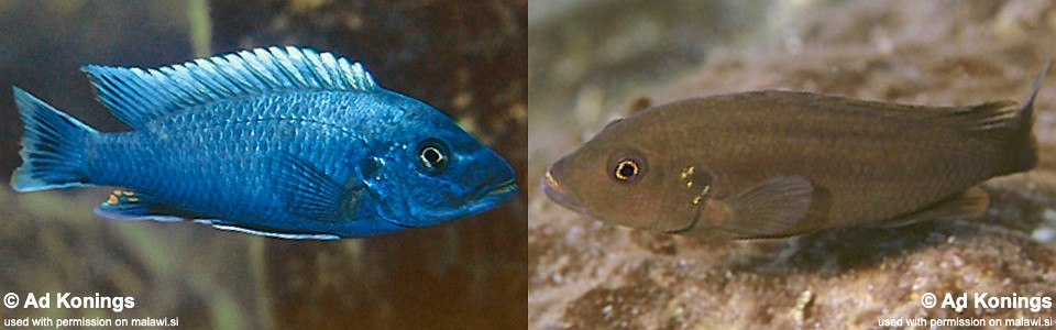 Pseudotropheus tursiops 'Chizumulu Island'