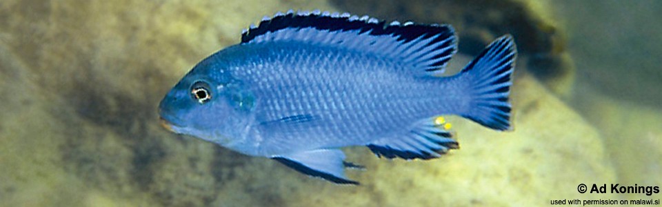 Pseudotropheus williamsi 'Chizumulu Island'