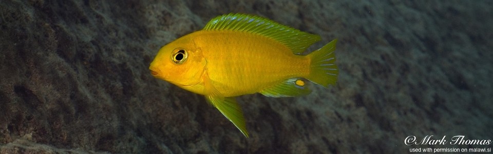 Tropheops macrophthalmus 'Mdowa'