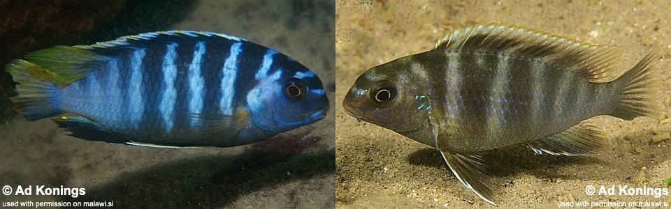 Tropheops microstoma 'Masasa Reef'