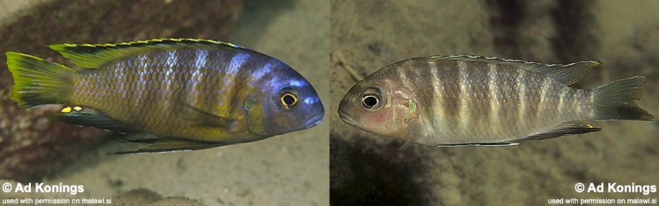 Tropheops sp. 'boadzulu' Boadzulu Island