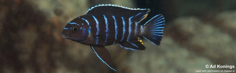 Tropheops sp. 'elongatus chizumulu' Chizumulu Island