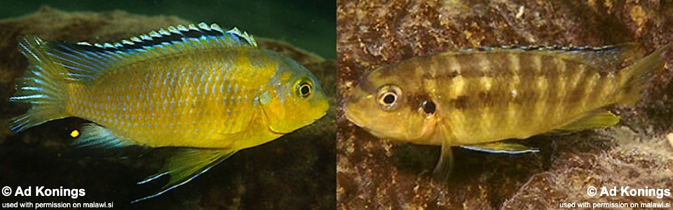 Tropheops sp. 'gome yellow' Chiofu Bay