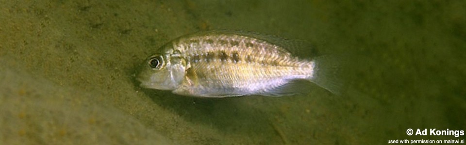 Tropheops sp. 'masimbwe' Harbour Island<br><font color=gray>Tropheops novemfasciatus 'Harbour Island'</font>