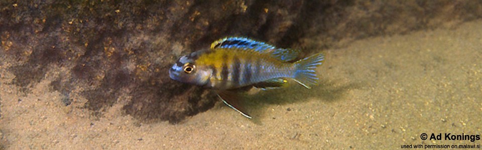 Tropheops sp. 'masimbwe' Kadango<br><font color=gray>Tropheops novemfasciatus 'Kadango'</font>