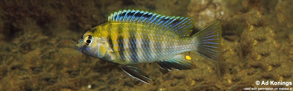 Tropheops sp. 'masimbwe' Mvunguti<br><font color=gray>Tropheops novemfasciatus 'Mvunguti'</font>