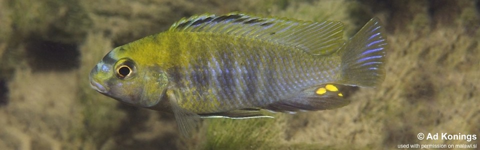 Tropheops sp. 'masimbwe' Thumbi East Island<br><font color=gray>Tropheops novemfasciatus ''Thumbi East Island'</font>