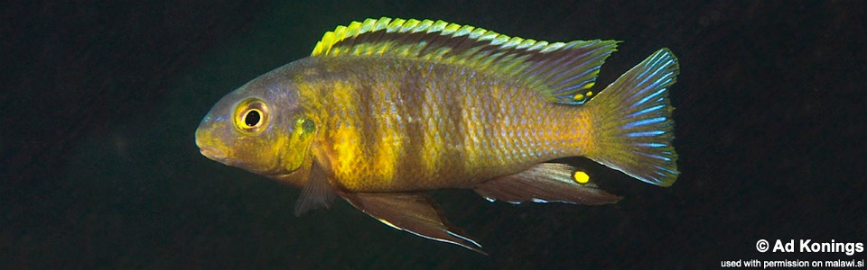 Tropheops sp. 'orange chest' Domwe Island<br><font color=gray>Tropheops tropheops 'Domwe Island'</font> 