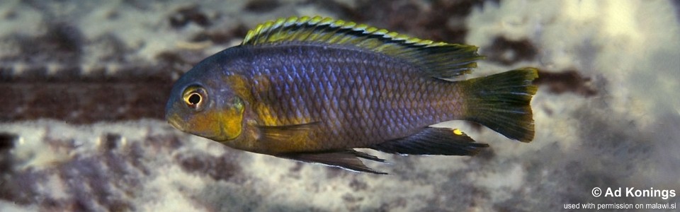 Tropheops sp. 'orange chest' Masasa Reef<br><font color=gray>Tropheops tropheops 'Masasa Reef'</font> 