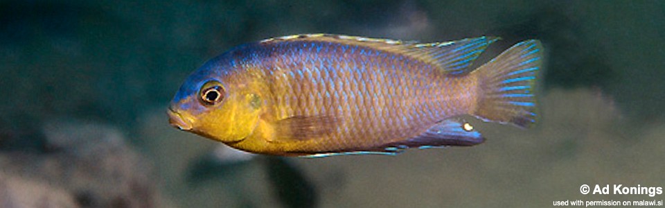 Tropheops sp. 'orange chest' Mazinzi Reef<br><font color=gray>Tropheops tropheops 'Mazinzi Reef'</font> 