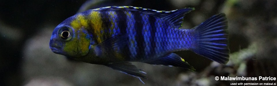 Tropheops sp. 'red cheek' Chizumulu Island