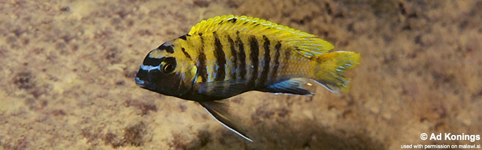 Tropheops sp. 'red fin' Puulu Island