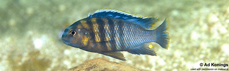 Tropheops tropheops 'Crocodile Rocks'<br><font color=gray>Tropheops sp. 'broadmouth' Crocodile Rocks</font> 