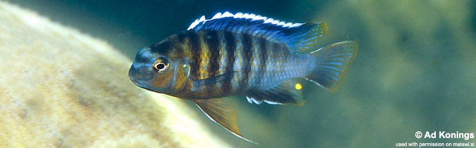 Tropheops tropheops 'Domwe Island'<br><font color=gray>Tropheops sp. 'broadmouth' Domwe Island</font> 