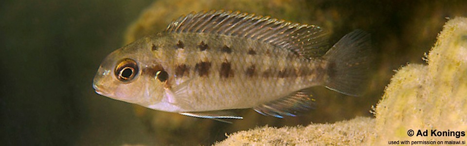 Tropheops tropheops 'Harbour Island'<br><font color=gray>Tropheops sp. 'broadmouth' Harbour Island</font> 