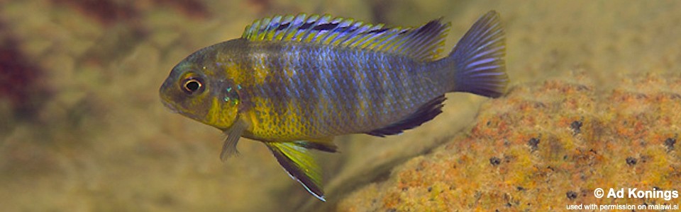 Tropheops tropheops 'Mumbo Island'<br><font color=gray>Tropheops sp. 'broadmouth' Mumbo Island</font> 