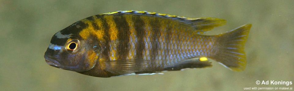 Tropheops tropheops 'Otter Island'<br><font color=gray>Tropheops sp. 'broadmouth' Otter Island</font> 