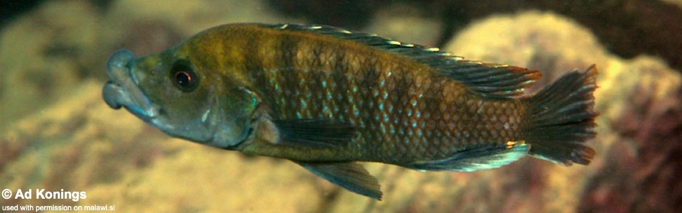 Abactochromis labrosus 'Chiloelo'