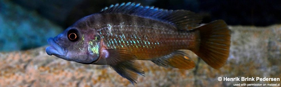 Abactochromis labrosus 'Chiofu'