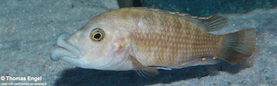 Abactochromis labrosus 'Mbenji Island'