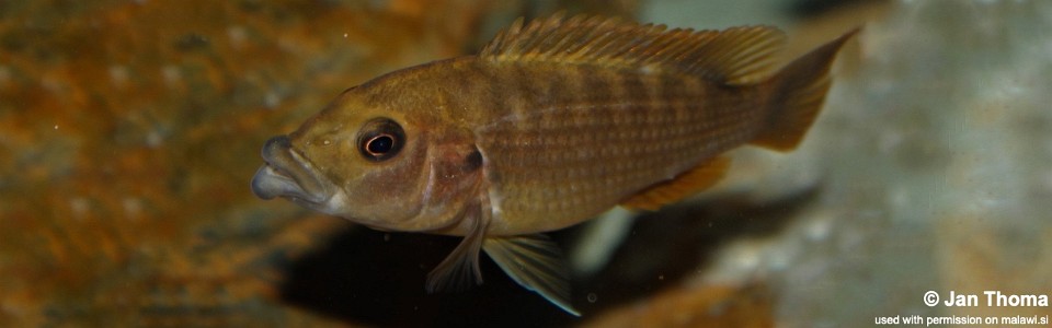 Abactochromis labrosus 'Metangula'