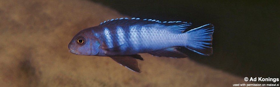 Chindongo bellicosus 'Nakantenga Island'<br><font color=gray>Pseudotropheus sp. ‘elongatus slab’ Nakantenga Island</font> 