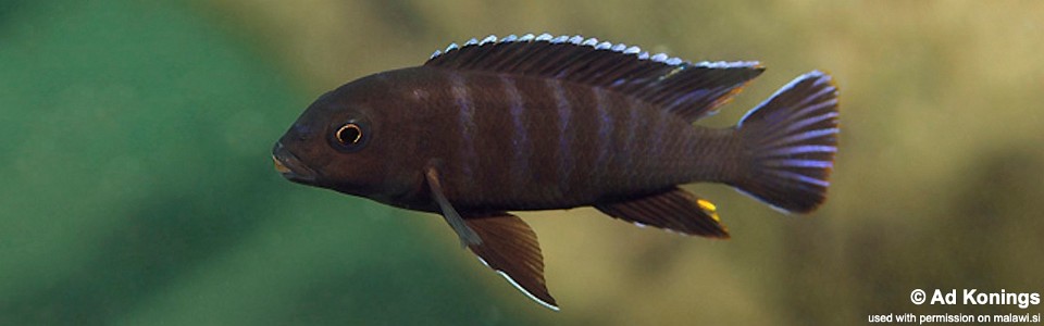 Chindongo bellicosus 'Thumbi East Island'<br><font color=gray>Pseudotropheus sp. 'elongatus aggressive' Thumbi East Island</font> 