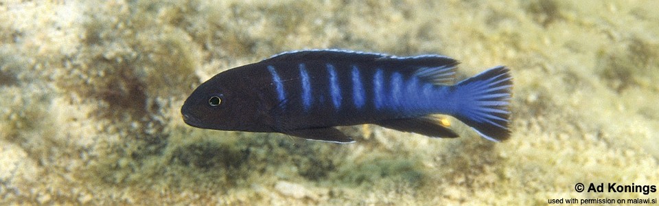 Chindongo bellicosus 'Thumbi West Island'<br><font color=gray>Pseudotropheus sp. ‘elongatus slab’ Thumbi West Island</font> 