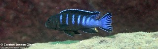 Chindongo bellicosus 'Mitande Reef'.jpg