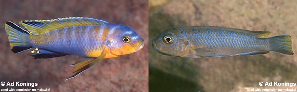 Chindongo cyaneus 'Chinyamwezi'<br><font color=gray>Pseudotropheus cyaneus 'Chinyamwezi'</font> 