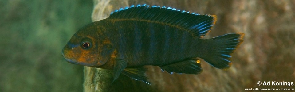 Chindongo sp. 'aggressive zebra mbenji' Penga Penga Island