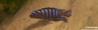 Chindongo sp. 'elongatus nkhata blue'