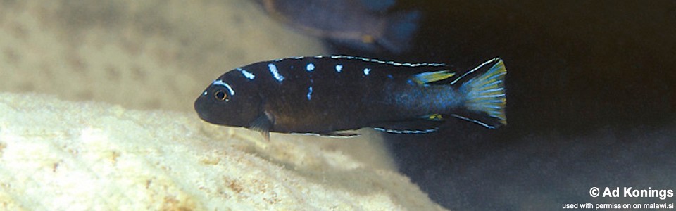 Chindongo sp. 'elongatus spot' Lundo Island