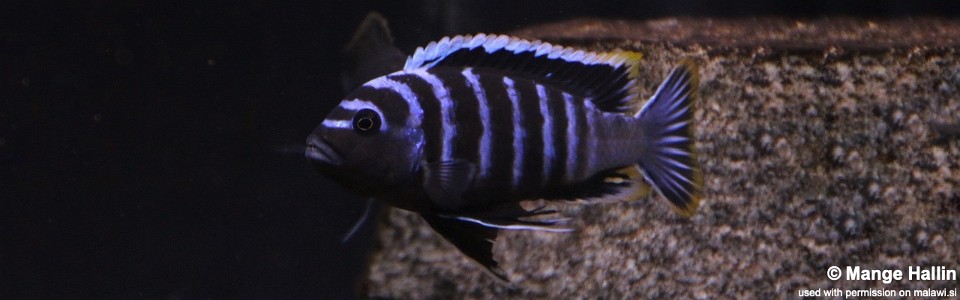 Cynotilapia afra 'Border'