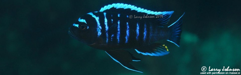 Cynotilapia afra 'Chizumulu Island'