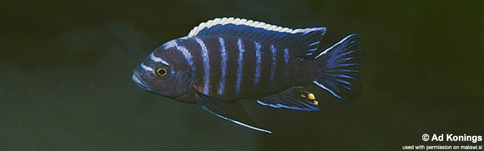 Cynotilapia afra 'Gome'