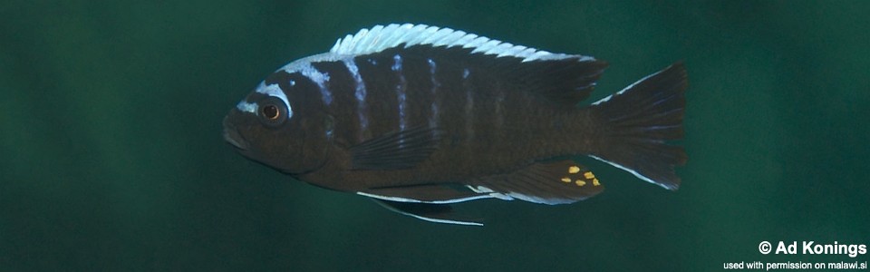 Cynotilapia afra 'Machili Island'