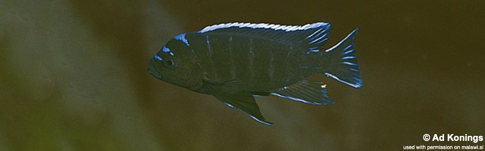 Cynotilapia afra 'Masimbwe Island'