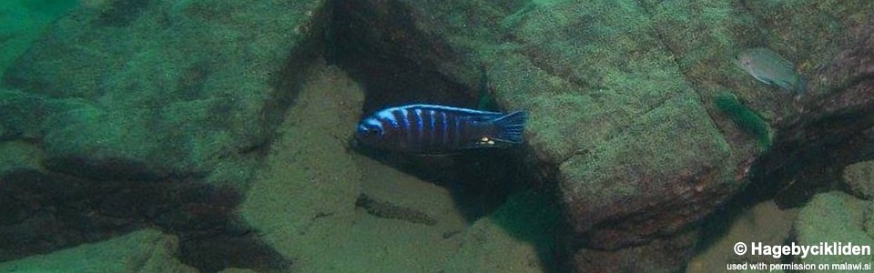 Cynotilapia afra 'Masinje'