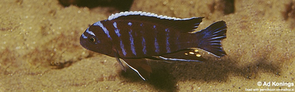 Cynotilapia afra 'Tumbi Point'