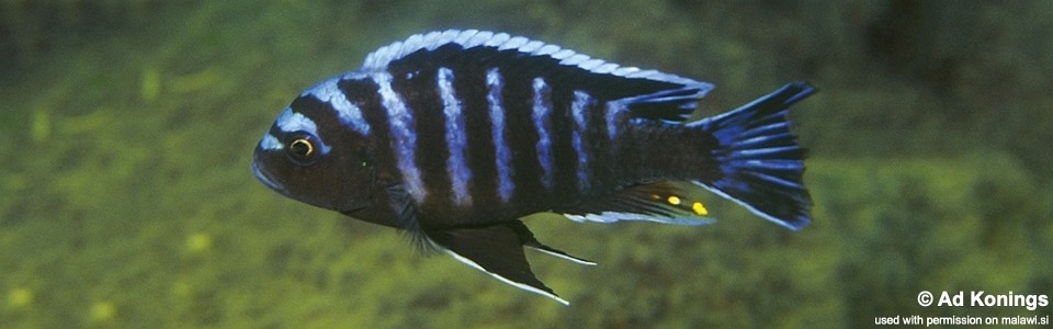 Cynotilapia afra 'Undu Reef'