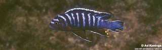 Cynotilapia afra 'Nkhungu Point'.jpg