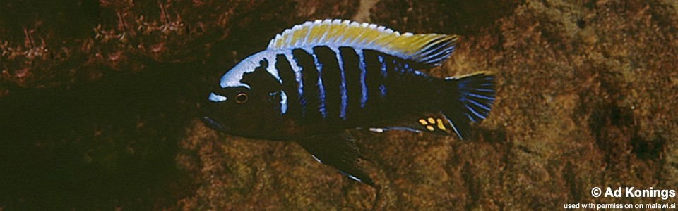 Cynotilapia aurifrons 'Kakusa'