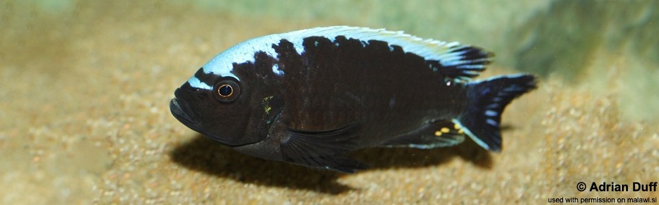 Cynotilapia aurifrons 'Kawanga'