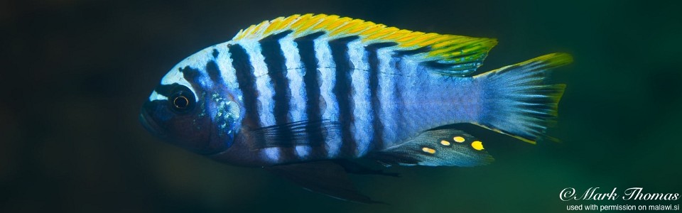 Cynotilapia aurifrons 'Mdowa'