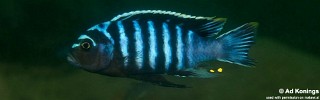 Cynotilapia aurifrons 'Chewere'.jpg