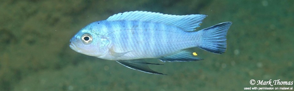 Cynotilapia axelrodi 'Nkhata Bay'