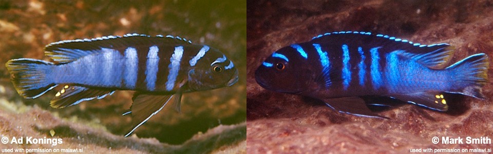 Cynotilapia chilundu 'Taiwanee Reef'<br><font color=gray>Cynotilapia sp. 'elongatus taiwan'</font> 