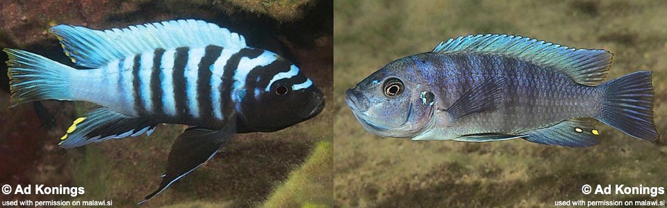 Cynotilapia sp. 'chinyankwazi' Chinyankwazi Island