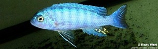 Cynotilapia sp. 'iwera' Manda.jpg